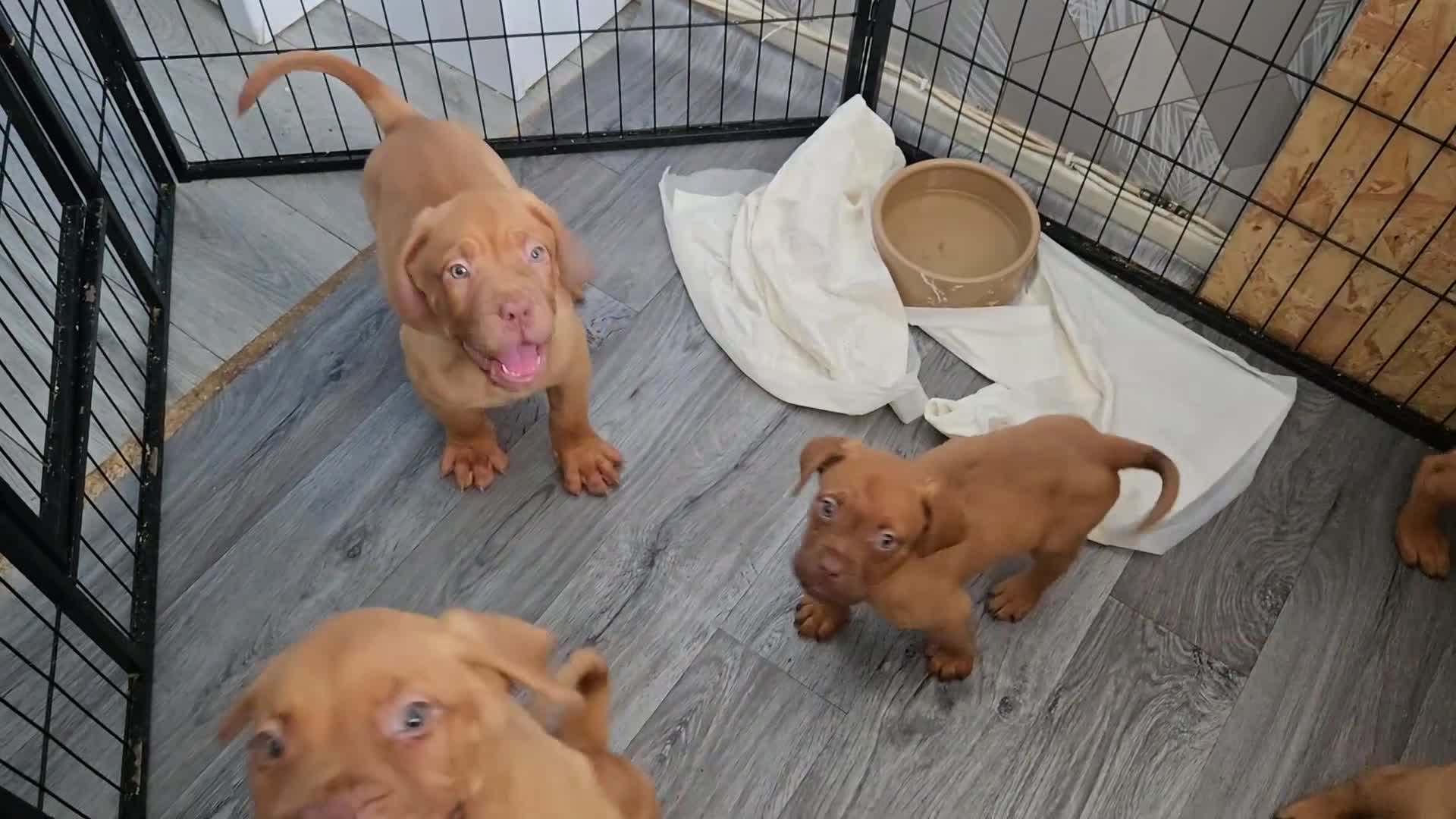 Dogue De Bordeaux dogs for sale: Reduced kc registered dogue de Bordeaux pups - Video 1