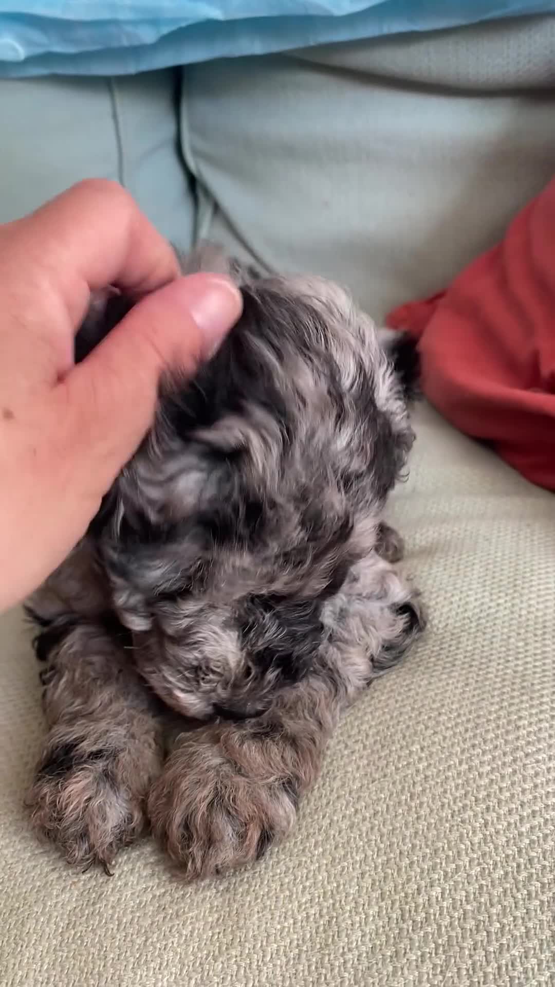 Cockapoo dogs for sale: Six Beautiful Merle Cockapoo Puppies - Video 1