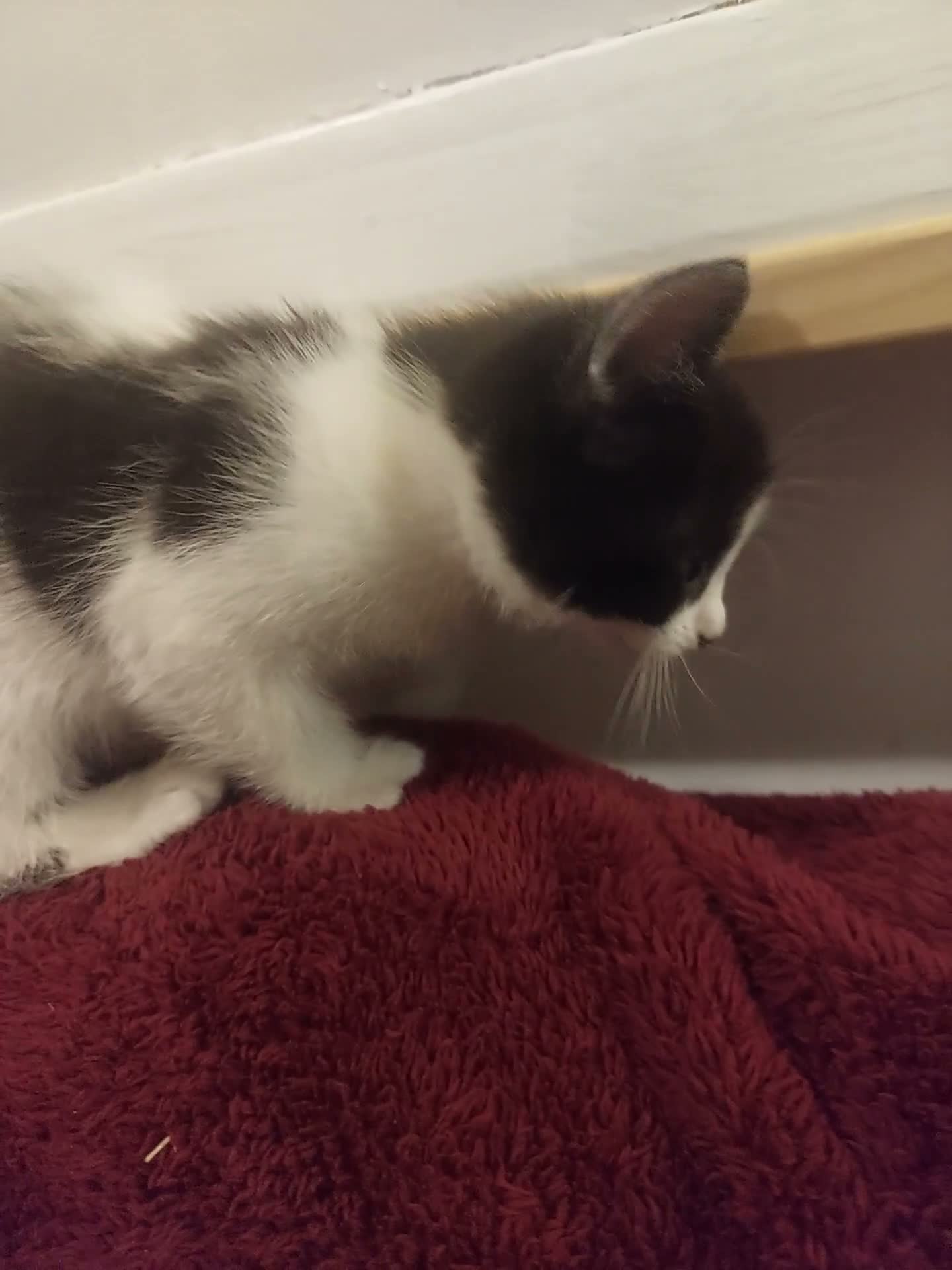 Mixed Breed cats for sale: Black and white kitten, a girl in Derby - Video 2