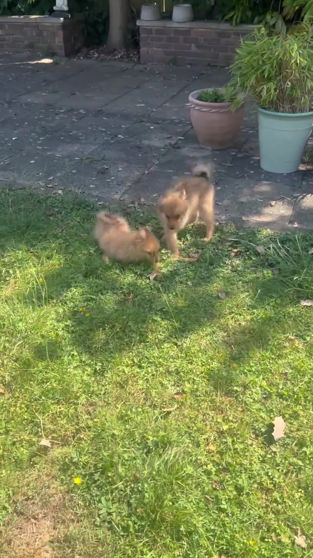 German Spitz dogs for sale: Now All Pup Have Been Reserved - Video 3
