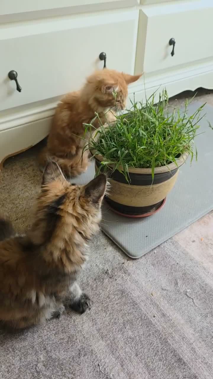 Maine Coon cats for sale: Maine coon kittens - Video 1
