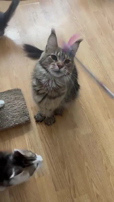 Maine Coon cats for sale: Maine coon kittens - Video 1
