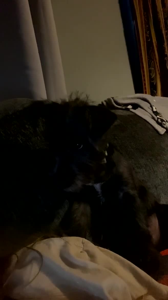 Patterdale Terrier dogs for stud: Patterdale stud  in Grantham - Video 1