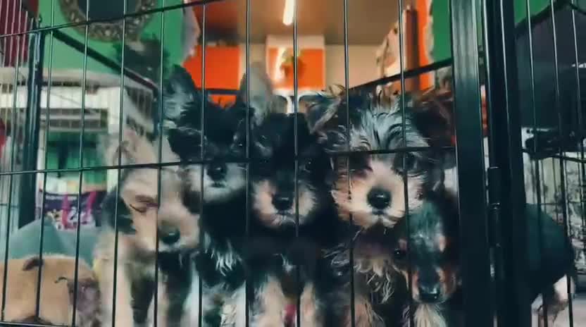Yorkshire Terrier dogs for sale: Pure Yorkshire Terrier Pups - READY NOW 🐾 - Video 1