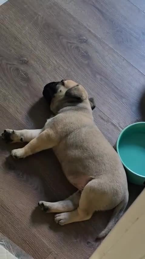 Bullmastiff dogs for sale: Bullmastiff Puppies  - Video 1