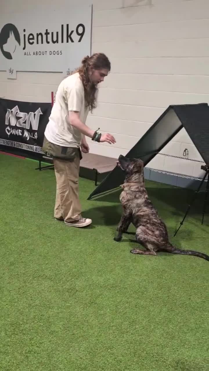 Mixed Breed dogs for sale: Looking for a new home for bear - Video 1