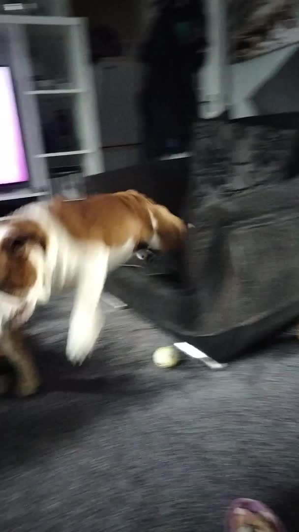 English Bulldog dogs for stud: For Stud: George (red/white) PROVEN in Brighouse - Video 1