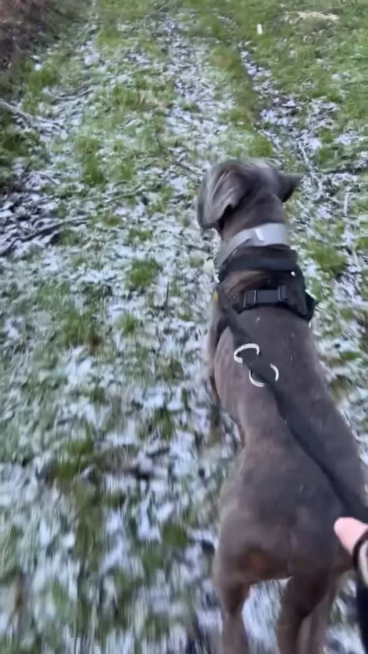 Cane Corso dogs for sale: Red. 2 year old Cane Corso,  **   - Video 1