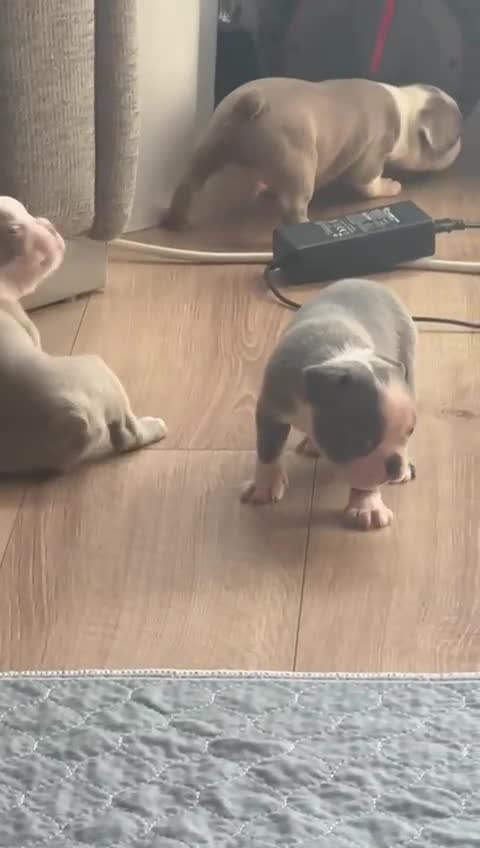 Boston Terrier dogs for sale: Adorable Boston Terrier Puppies – Kennel Club Reg - Video 1