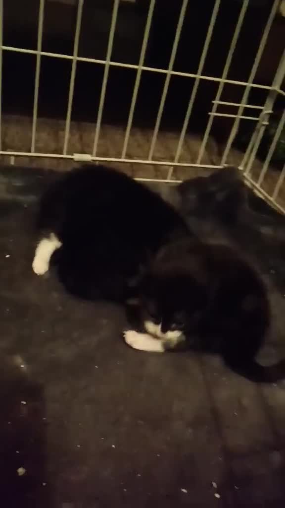 Mixed Breed cats for sale: 3 kittens for sale  - Video 1