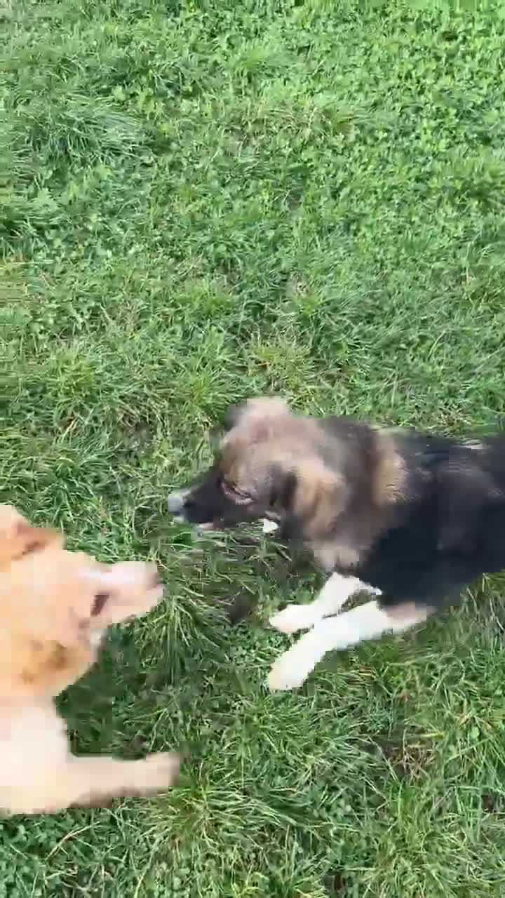 Mixed Breed dogs for adoption: MABEL - Video 3