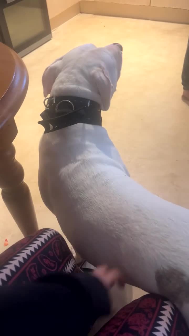 American Bulldog dogs for sale: lulu  - Video 1