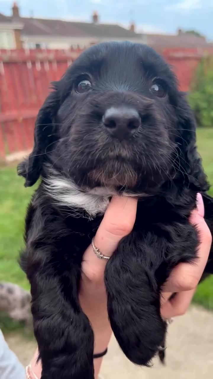 Cocker Spaniel dogs for sale: Merle Cocker Spaniel puppies 💖✨ - Video 2