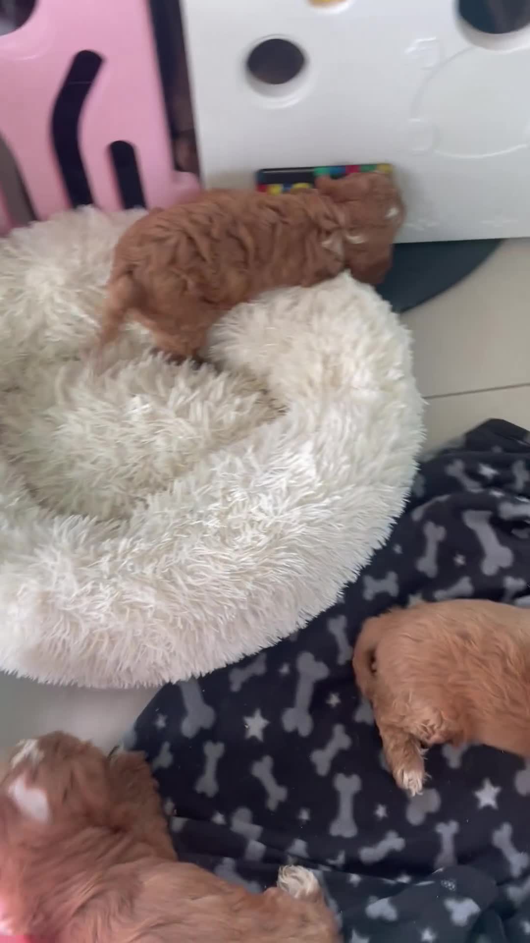 Cockapoo dogs for sale: F1 MINIATURE  SHOW-LINE COCKAPOO PUPPIES  - Video 2