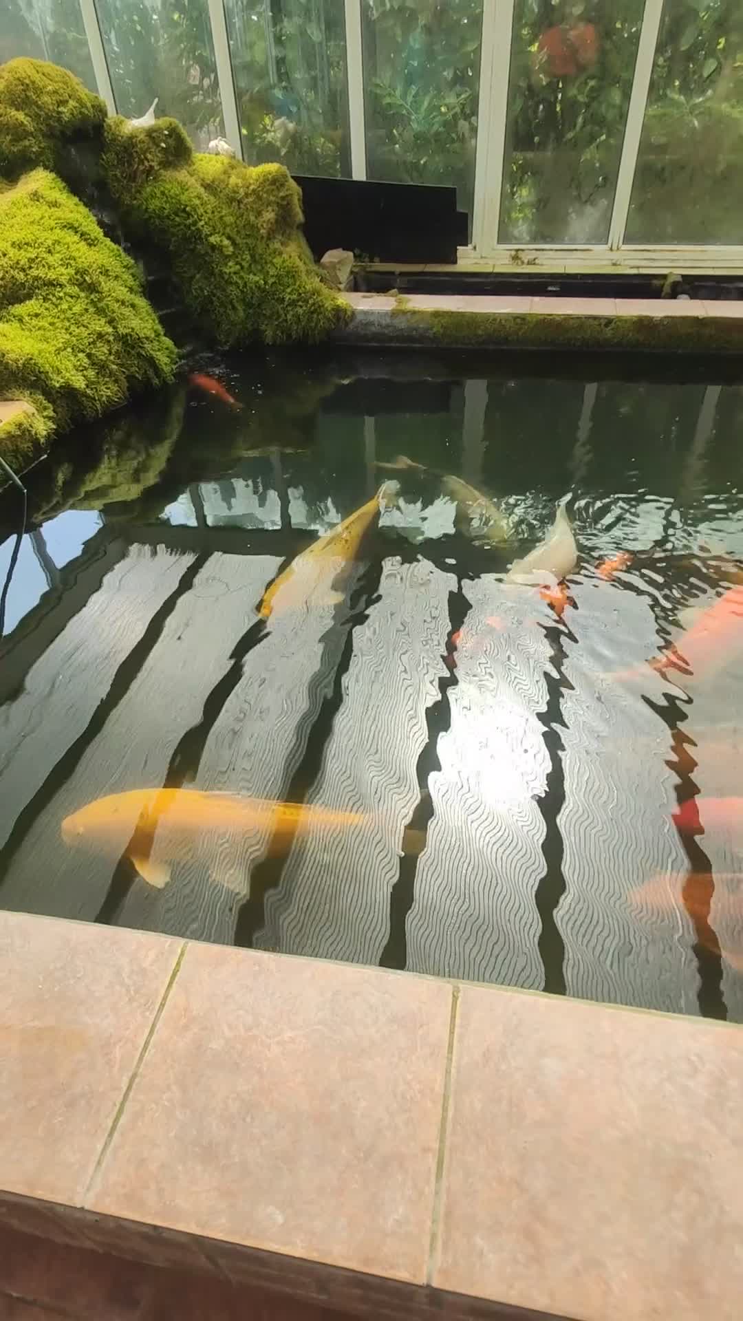 Koi Carp fish for sale: 14 Japanese Koi Carp not free - Video 2