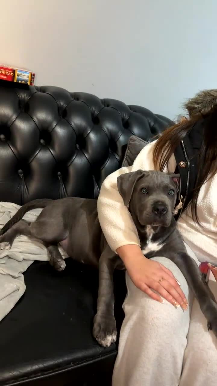 Cane Corso dogs for sale: 4 Month Old Cane Corso  in Leeds - Video 2