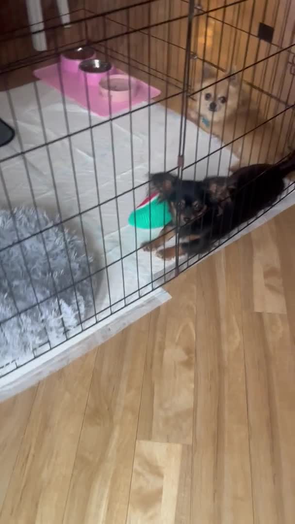 Chihuahua dogs for stud: *** STUD ONLY *** in Bury Saint Edmunds - Video 2