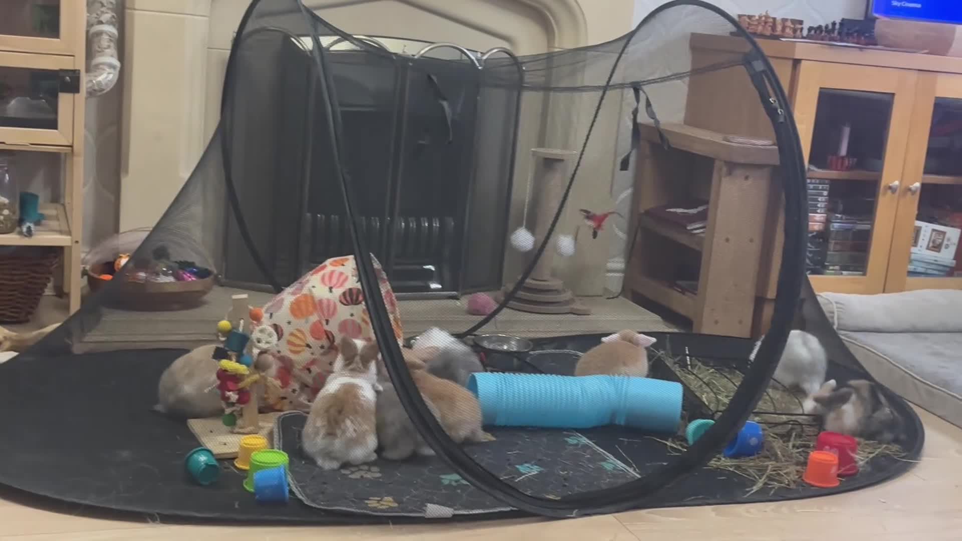 Mini Lop rabbits for sale: Mini Lop Babies - Reserve today for homes 25/03.  - Video 1