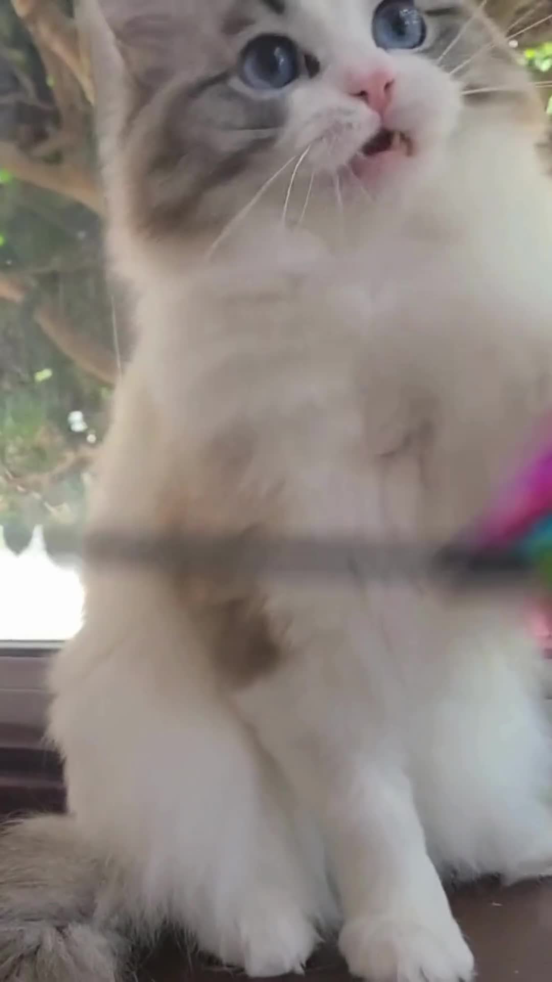 Ragdoll cats for sale: Chinese Import Ragdol High End Show Quality Lynx - Video 1