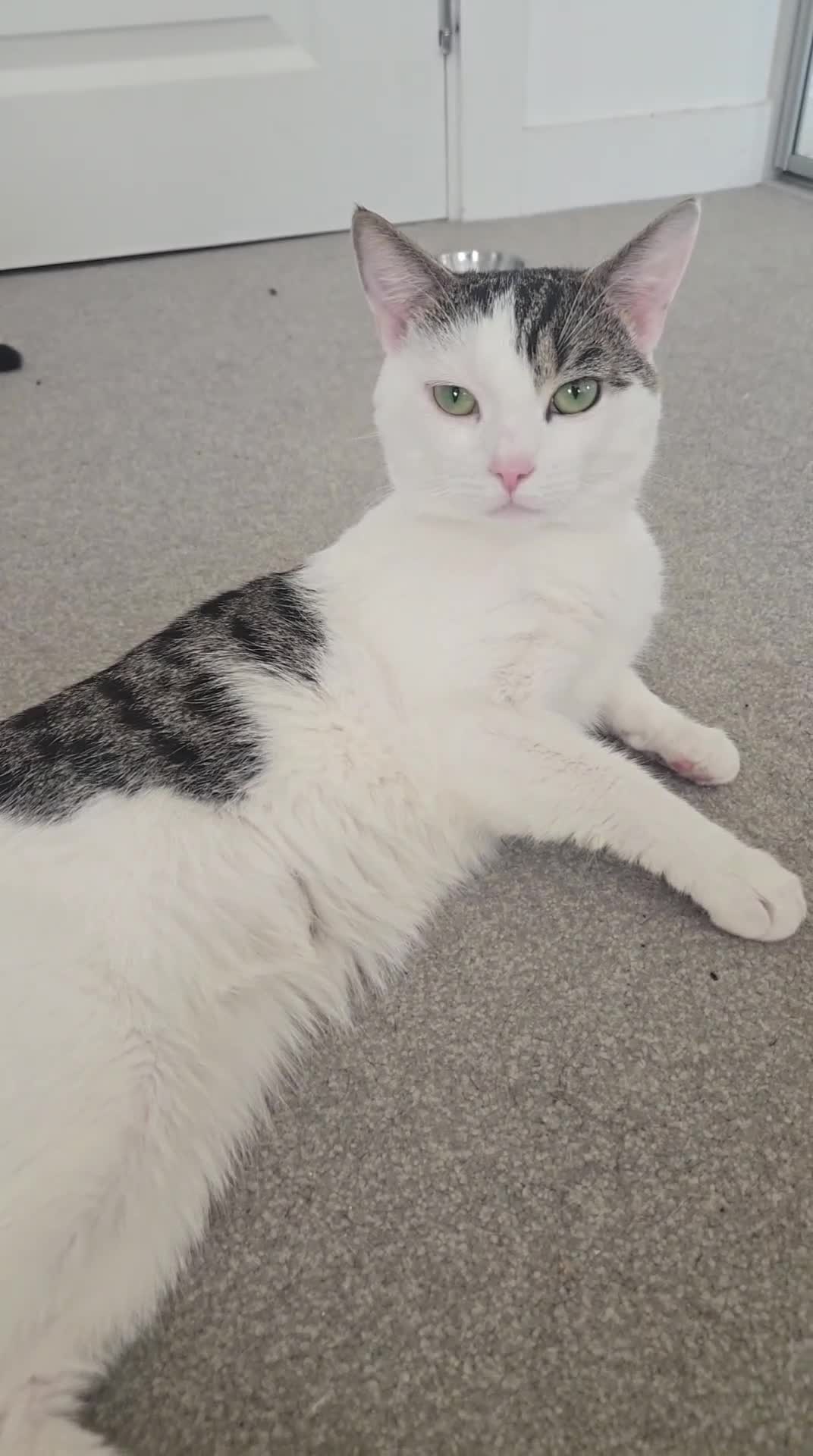 Mixed Breed cats for sale: Mixed breed cats - Video 1