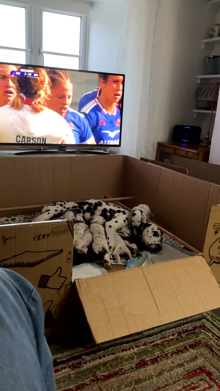 Dalmatian dogs for sale: Dalmatian Puppies  - Video 1