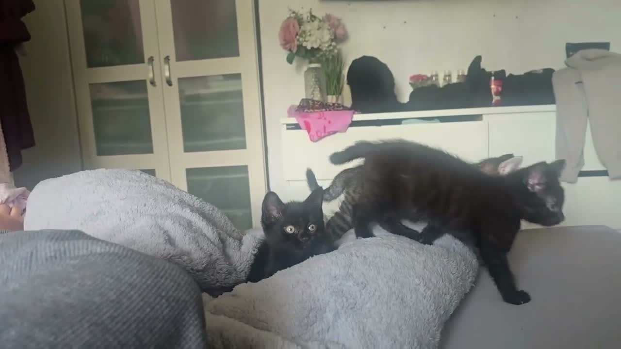 Mixed Breed cats for sale: 3 playful kittens for sale. - Video 1