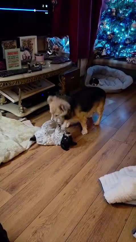 Cockapoo dogs for sale: Blue Roan F2 Female Cockapoo  - Video 3