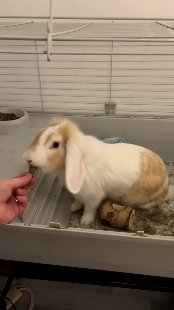 Lionhead rabbits for sale: 1 year old male lionhead for sale  - Video 1