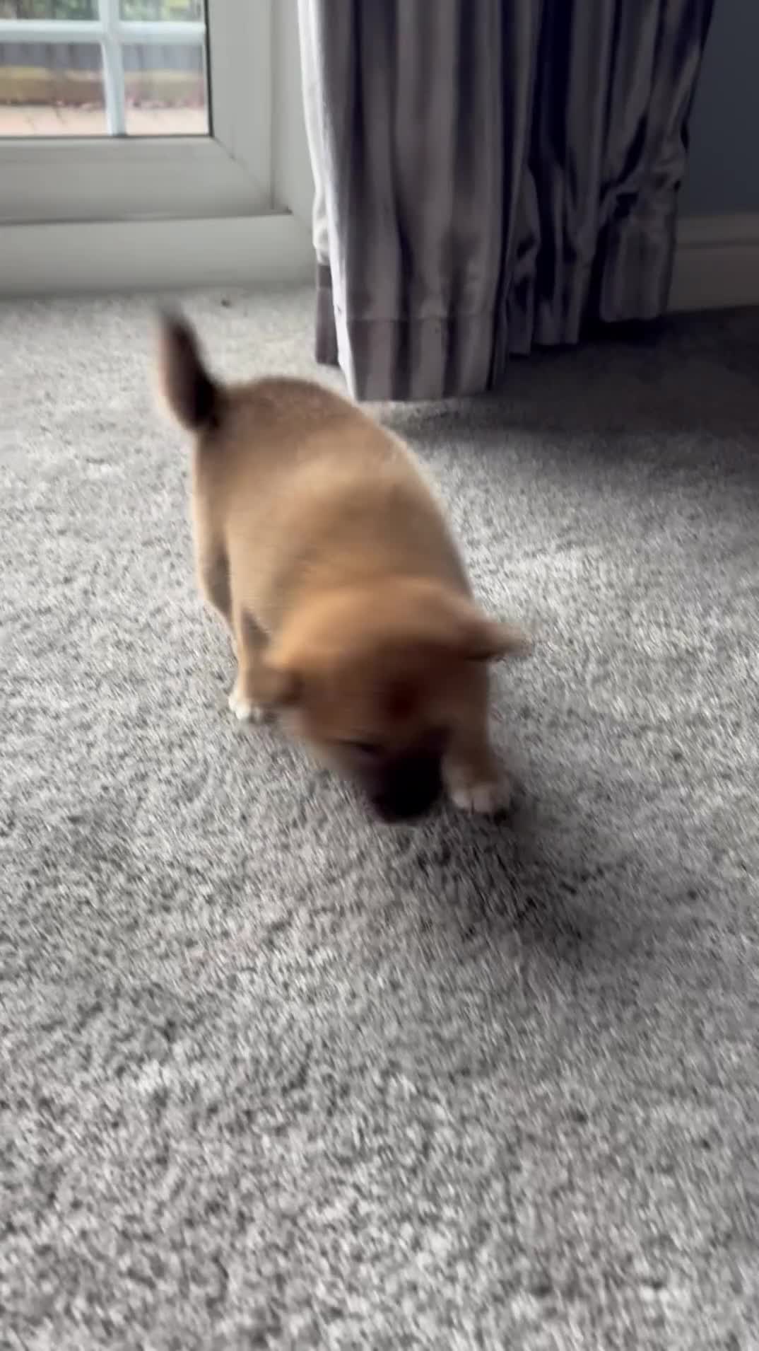 Japanese Shiba Inu dogs for sale: Health Tested Japanese Shiba Inu Puppies  - Video 3