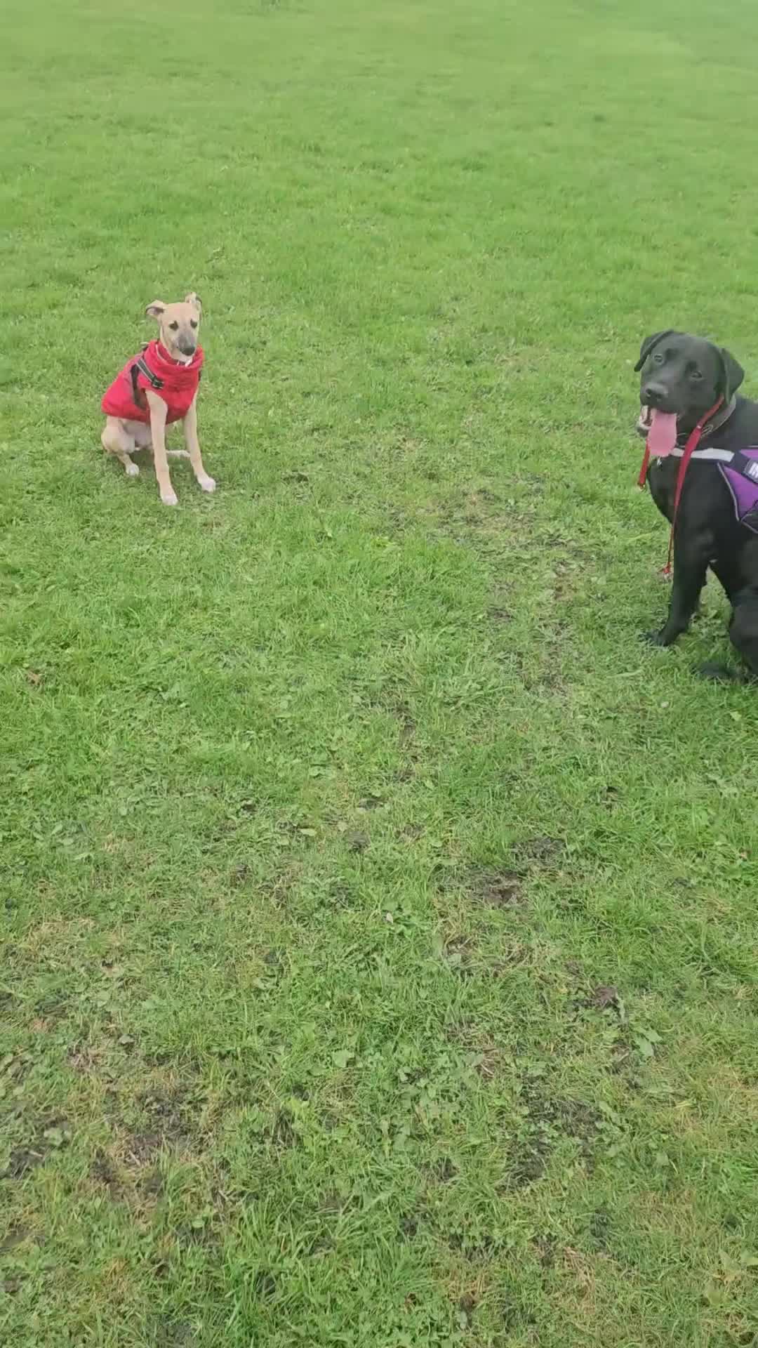 Whippet dogs for sale: Beautiful female whippet  - Video 1