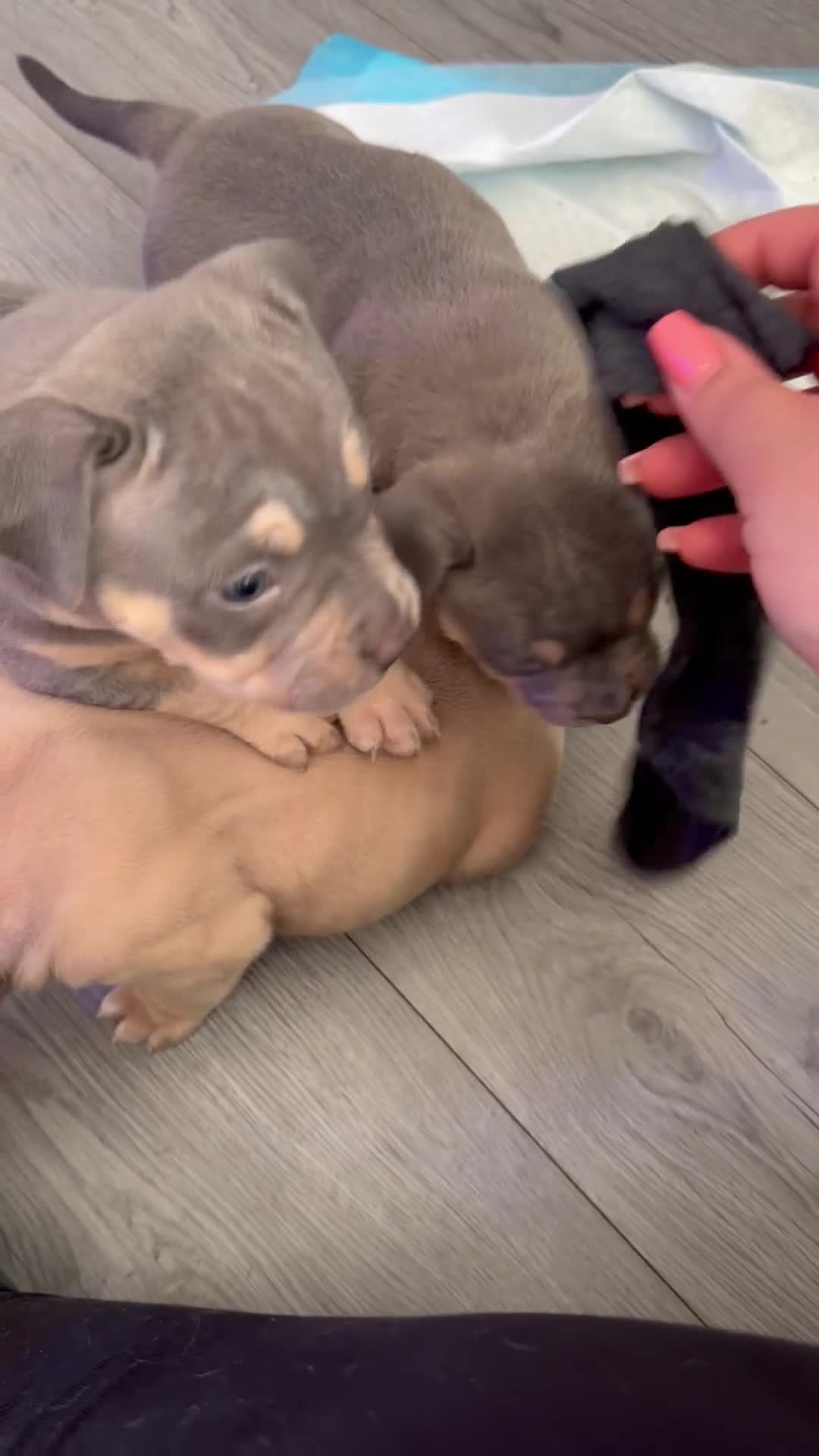 American Bulldog dogs for sale: ABKC registered pocket bullies - Video 1
