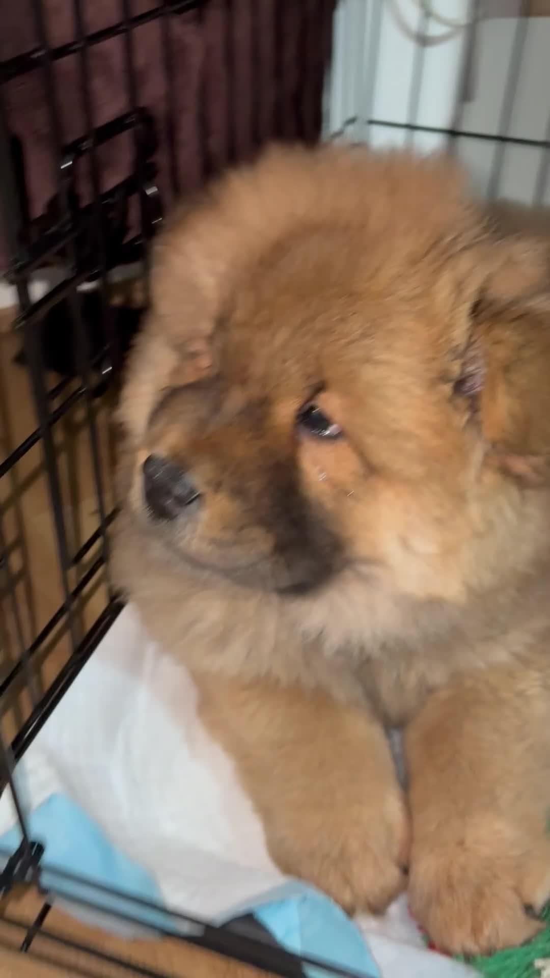 Chow Chow dogs for sale: Chow chow dog  in London - Video 1
