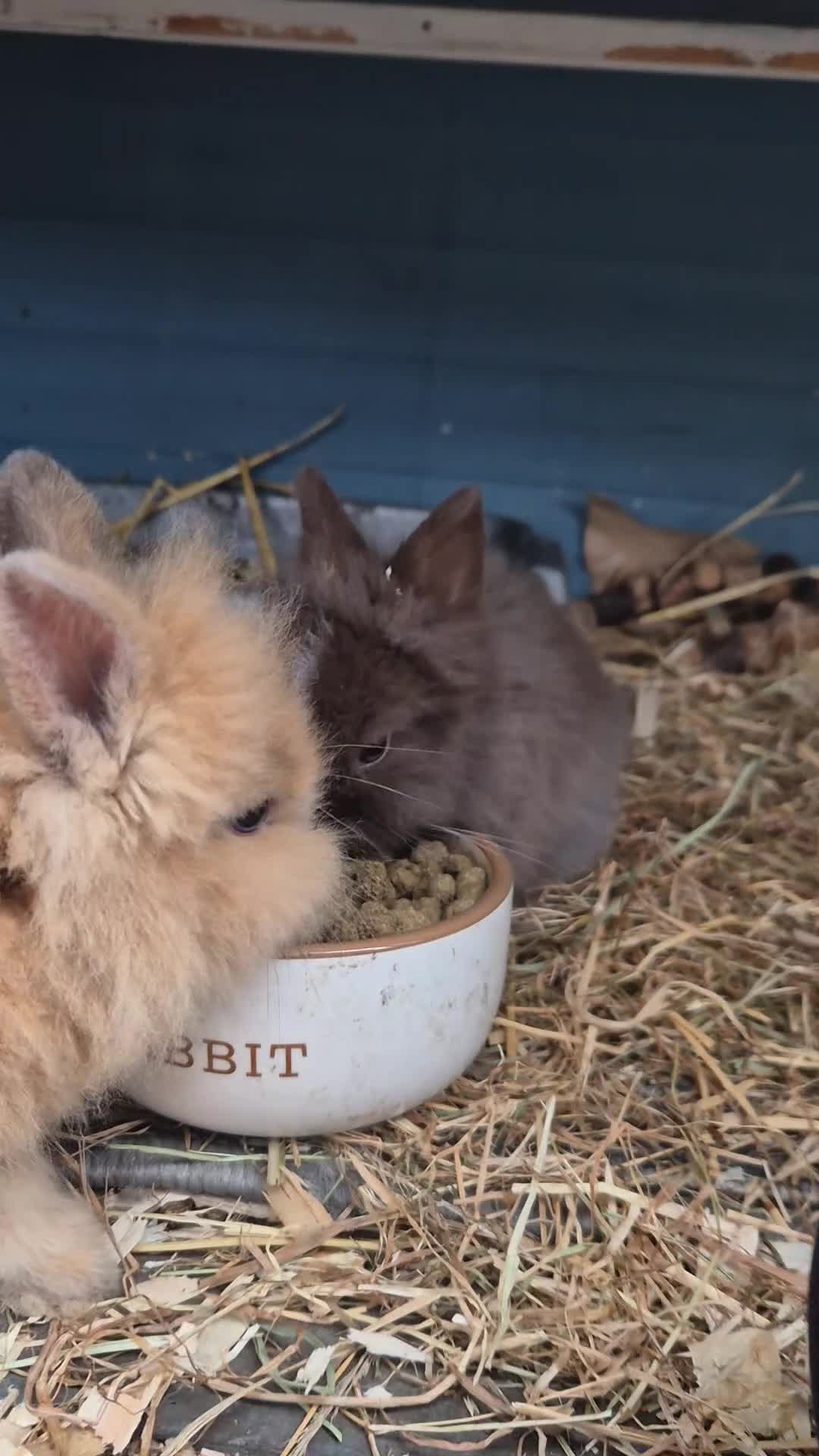 Lionhead rabbits for sale: Double Mane Lionhead Bunnies  - Video 2
