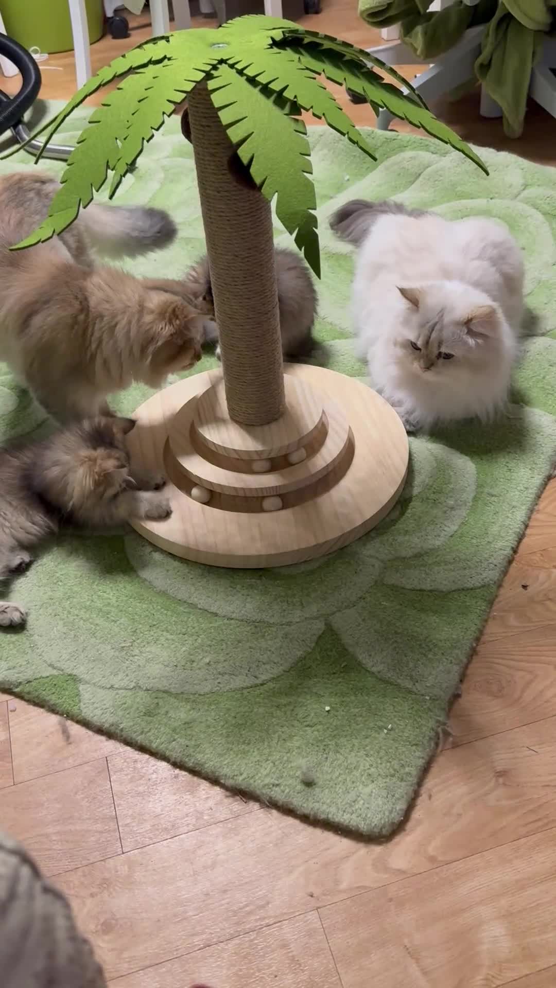 British Longhair cats for sale: British Longair and Shorthair Kittens for sale - Video 1