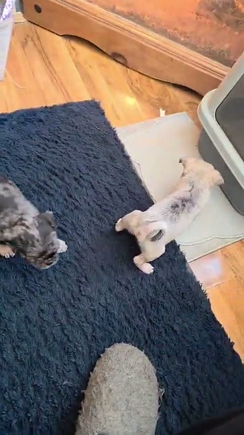 Pug dogs for sale: Bueatiful Merle baby pugs - Video 5