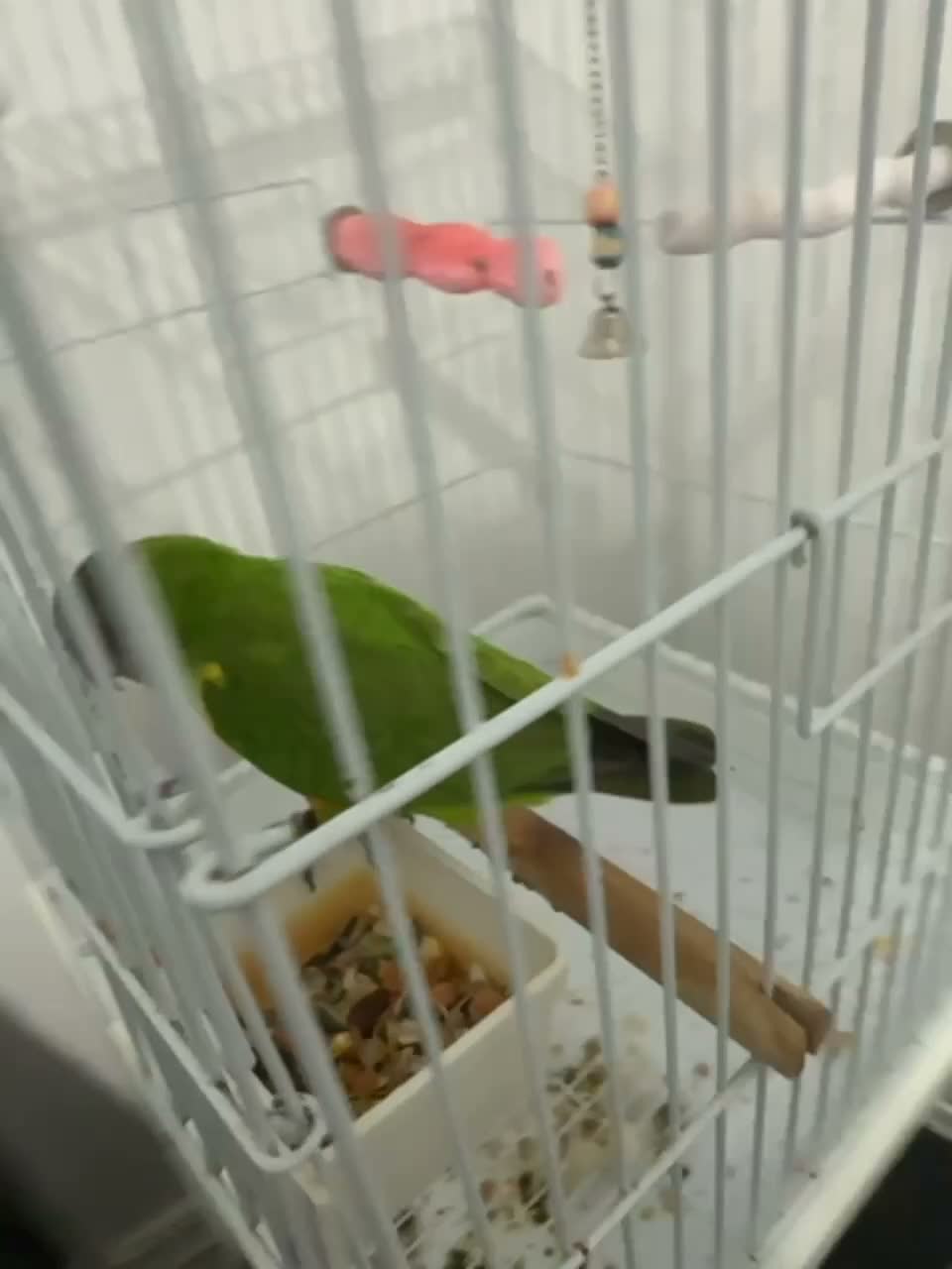 Parrots birds for sale: SENEGAL PARROT  in London - Video 1