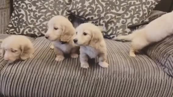 Miniature Dachshund dogs for sale: long haired cream miniature dachshund puppies  - Video 1