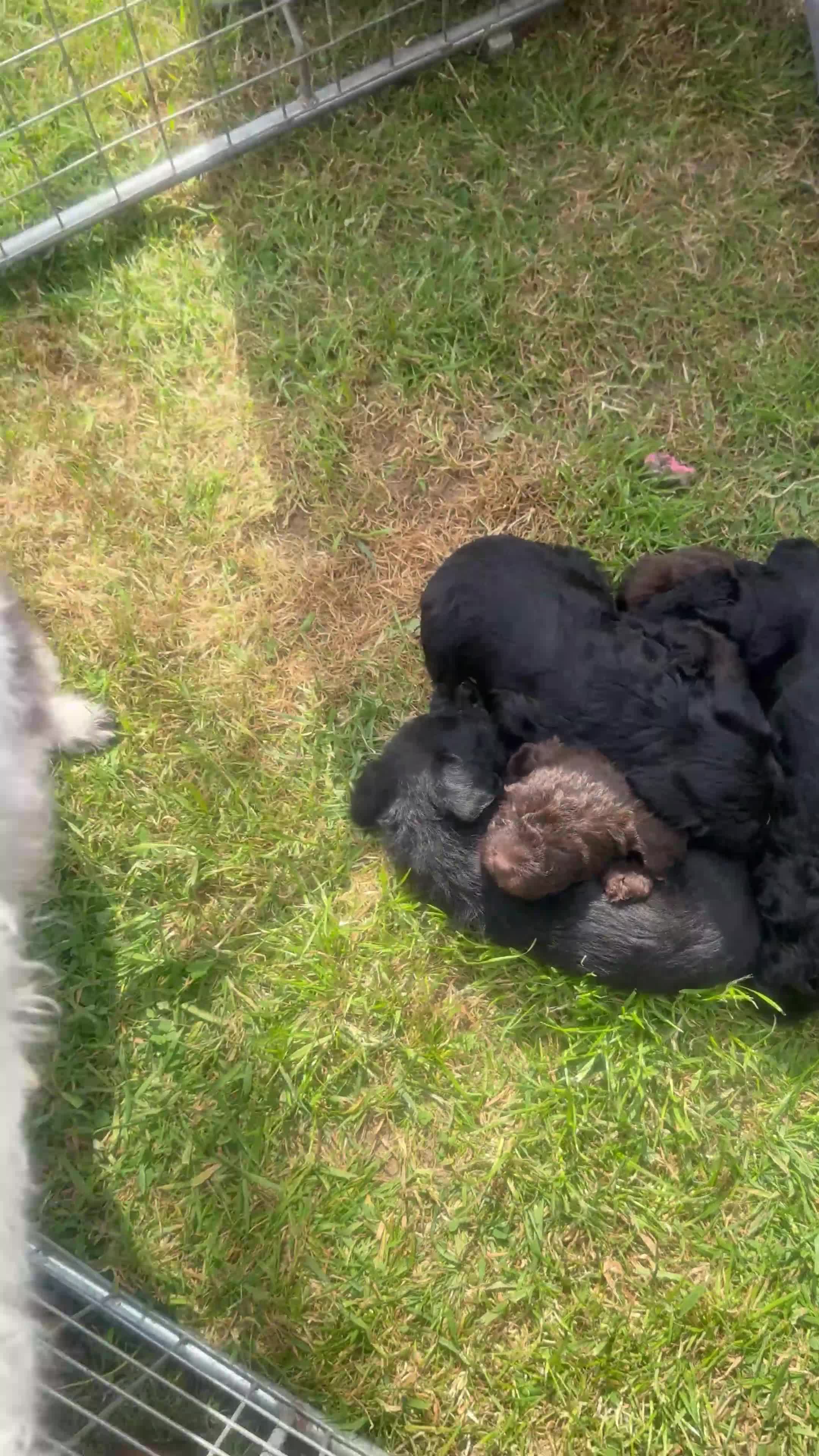 Cockapoo dogs for sale: Cockerpoos in Hailsham - Video 2