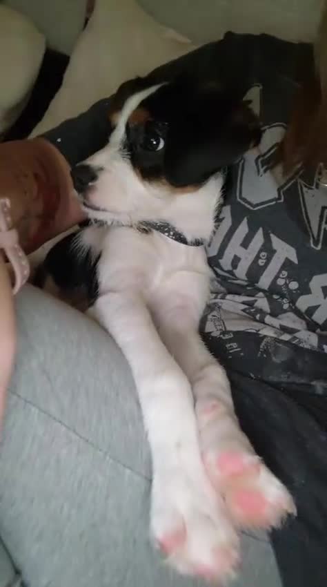 Mixed Breed dogs for sale: Cavalier King Charles cross puppies - Video 2
