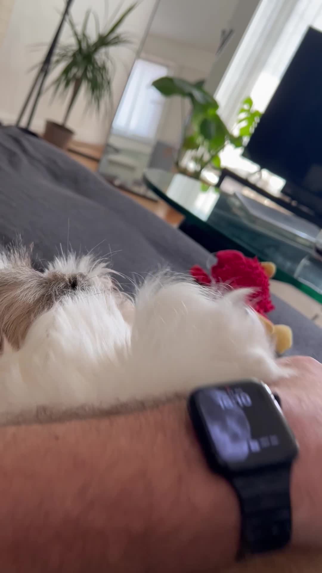 Shih Tzu dogs for stud: Beautiful Purebred Shih Tzu Stud Teddy - Video 3