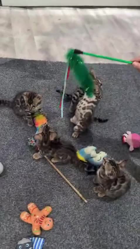 Bengal cats for sale: 🔥✨Pedigree TICA-Registered Bengals - Video 4