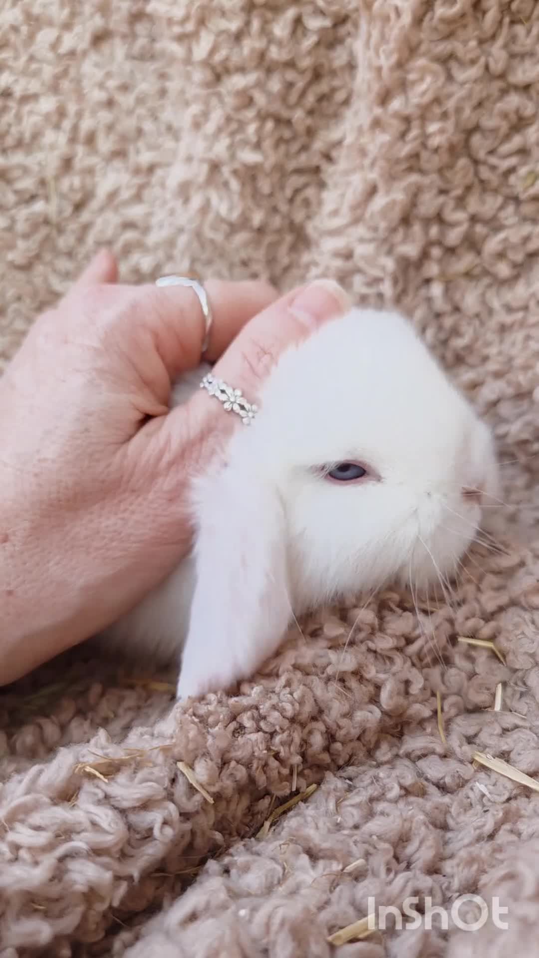 Mini Lop rabbits for sale: 🌷 Ready 3rd April 🌷Adorable Baby Mini Lops 🌷 - Video 1