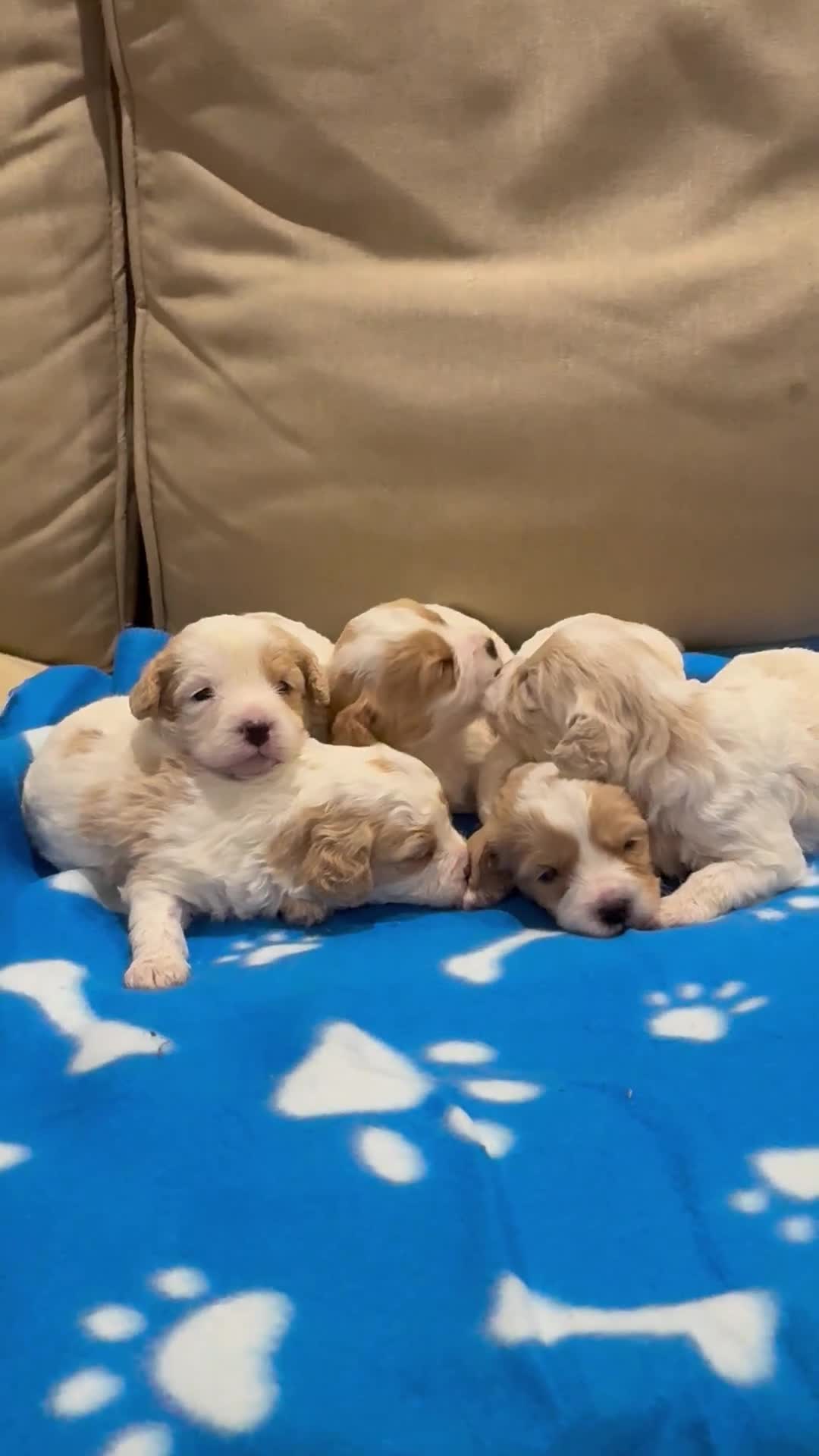 Cavapoo dogs for sale: Miniature Cavapoos  - Video 1