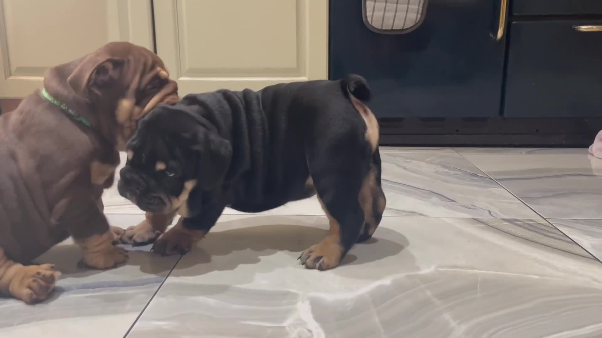 English Bulldog dogs for sale: Black/tan male reduced  - Video 2