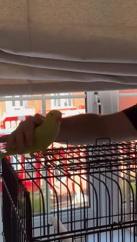 Ringnecks birds for sale: ​For Sale: Young Lutino Indian Ringneck - Video 1