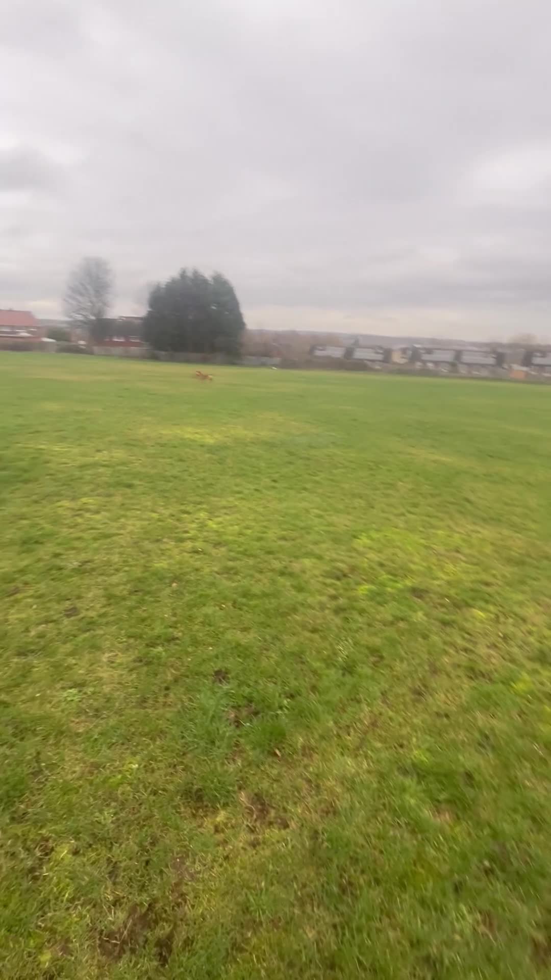 Golden Retriever dogs for sale: Trained Golden Retriever for sale  - Video 4