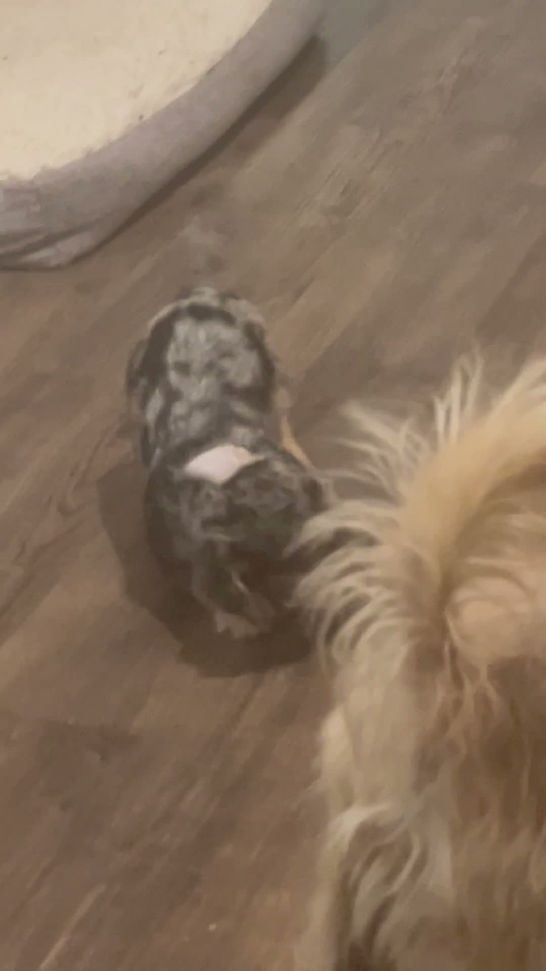 Mixed Breed dogs for sale: 3 pups left  - Video 2
