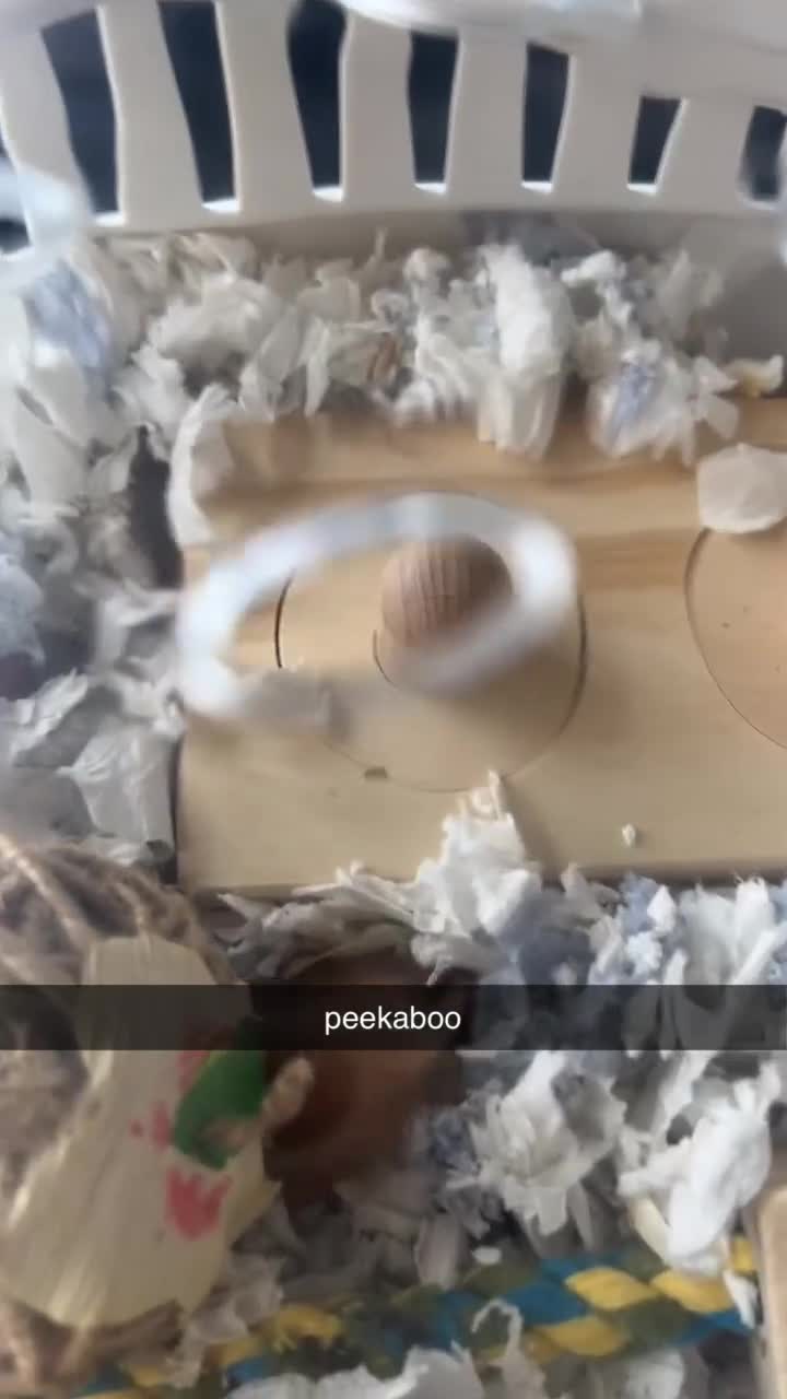 Hamster rodents for sale: Meet Cinnamon :)) - Video 1