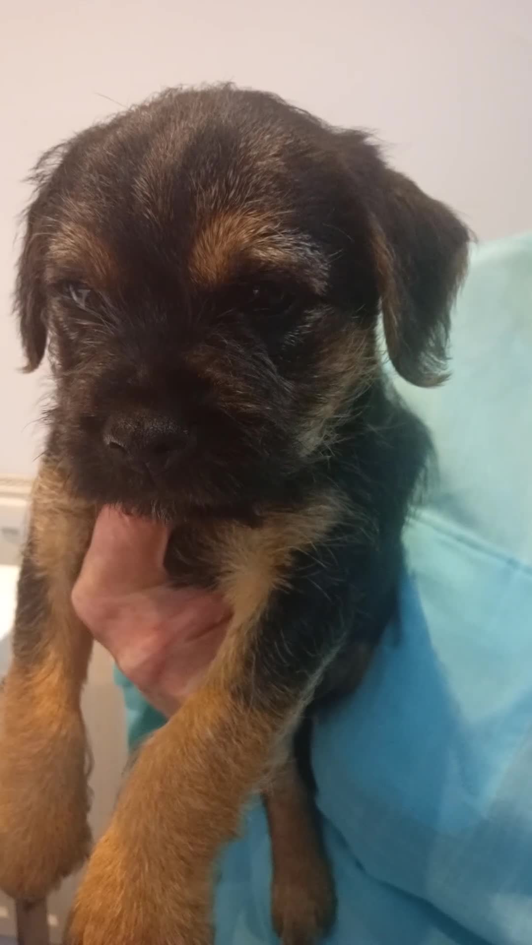 Border Terrier dogs for sale: Border Terrier puppies for sale - Video 1