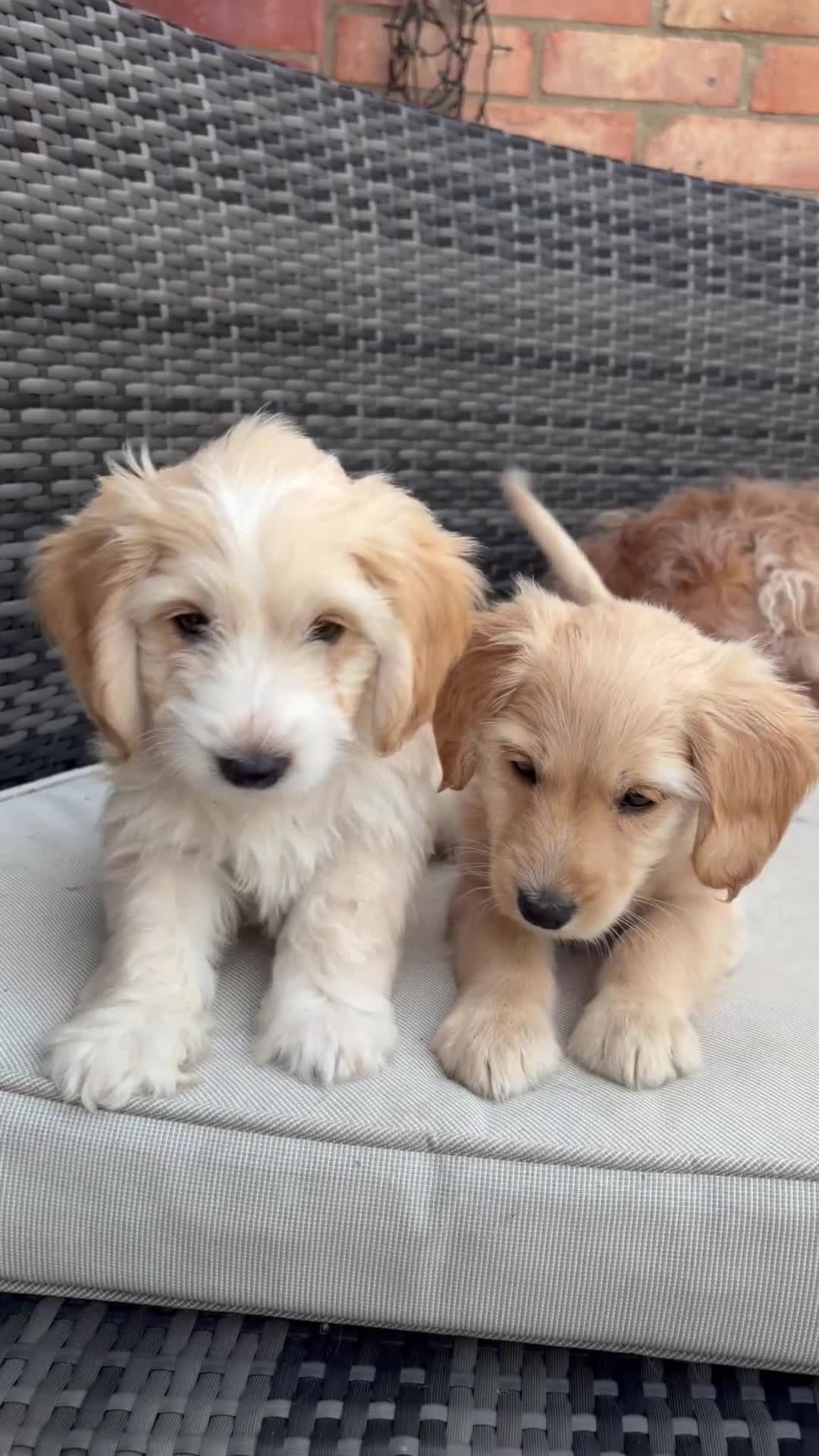 Cockapoo dogs for sale: Beautiful cockapoo puppies ready to leave - Video 1